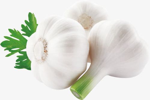 大蒜蔬菜壁紙圖片