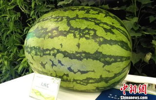 極端天氣或影響春節(jié)市場供應 商務部 三招 應對