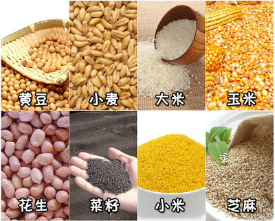 大豆小麥除雜篩選機/谷物糧食去雜機