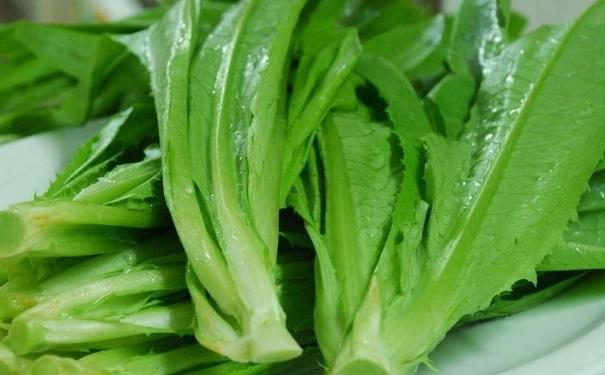 [圖] 油麥菜是一種較為常見的蔬菜食物,因為其簡單的食用方式,加上
