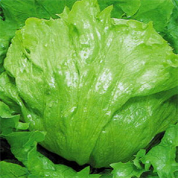 農產品新鮮蔬菜生菜