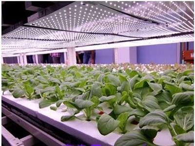 有機蔬菜投資多少錢?有機蔬菜種植加盟就選中農共信-3158遼寧分站