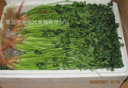 供出口新鮮蔬菜價格 廠家 圖片