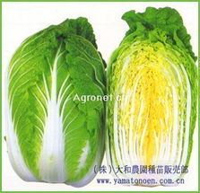 供應(yīng)優(yōu)質(zhì)白菜