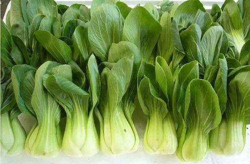 好的搭配,營(yíng)養(yǎng)加倍 蔬菜怎么搭配更有利于吸收