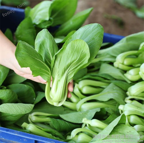 華邦蒸煮漂燙設備,蔬菜漂燙殺青機,菠菜金針菇漂燙機,凈菜加工設備
