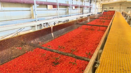 【鄉村行·看振興】高臺:脫水蔬菜走俏國際市場