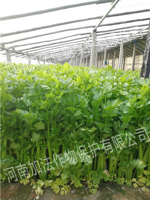 加法滿分真不錯!芹菜增產全靠它!