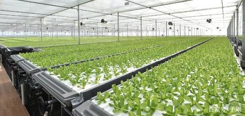 國內最大植物工廠投產,蔬菜喝營養液年產19茬,比有機蔬菜更便宜