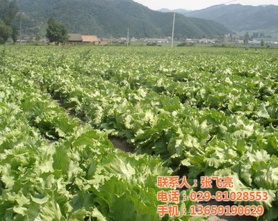西安蔬菜配送公司 圖 、西安蔬菜配送廠家、蔬菜配送