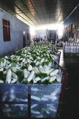 一棵蔬菜的旅程:直擊廣東蔬菜供應全鏈條