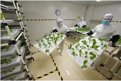 【每日頭條】中科院植物研究所李紹華:三五年后,商業化植物工廠大量出現