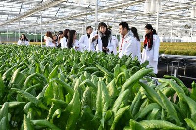 知否?知否!不洗就能吃的“水培蔬菜”原來是這么長大的