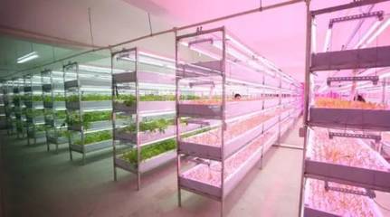 植物工廠走進生活:農場變農廠、家庭自給“蔬菜柜”,你get到了嗎?