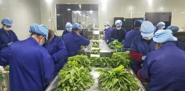 食材配送_農(nóng)產(chǎn)品配送_東莞蔬菜配送-東莞市田園農(nóng)產(chǎn)品有限.