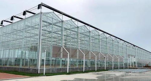 壽光 阿里數字化蔬菜工廠育苗投產 預計畝產提高4 6倍