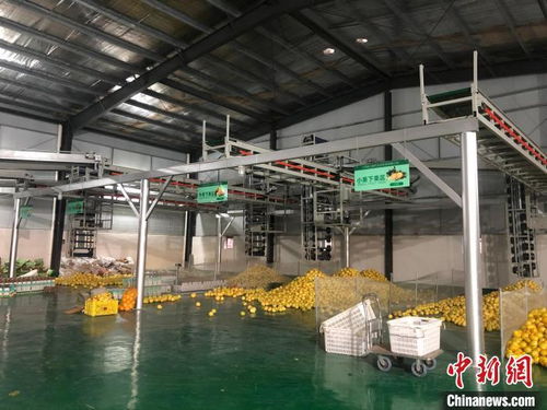 硒水果 硒大米 硒美食 江西富硒農產品孕育新 硒 望