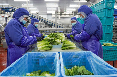 江蘇海門:農業提檔升級 助力鄉村振興